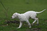 DOGUE ARGENTIN 250